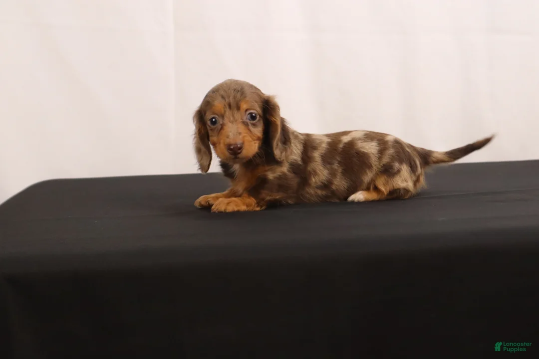 Dachshund dogs for sale: Pinto - Ad 2