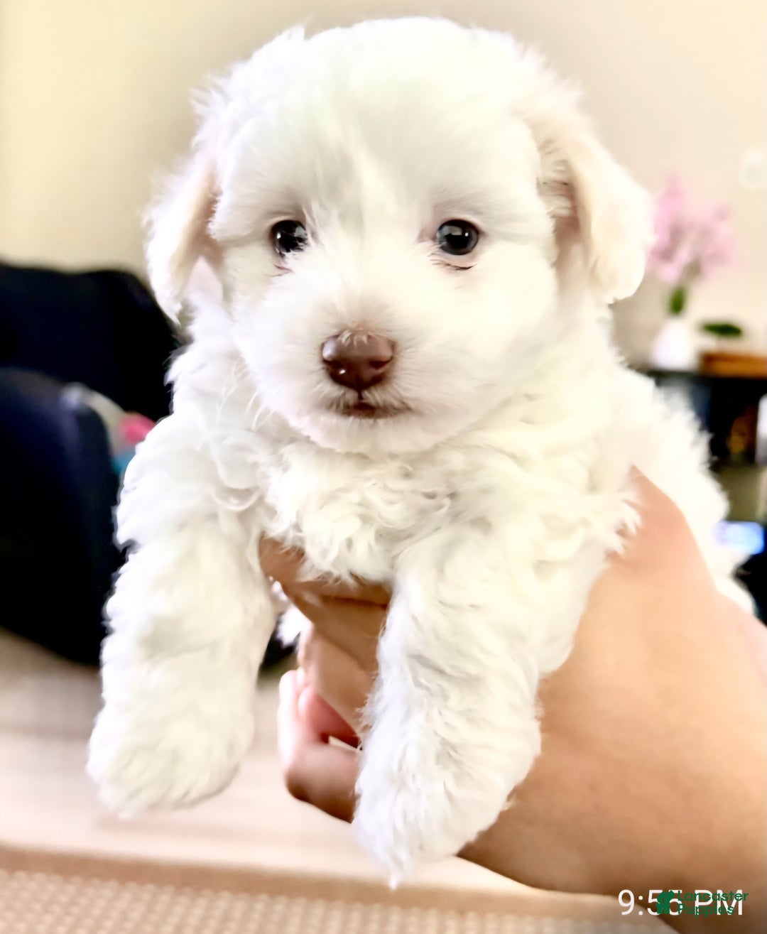 Maltipoo dogs for sale: Maltipoo Puppy 2 - Ad 3