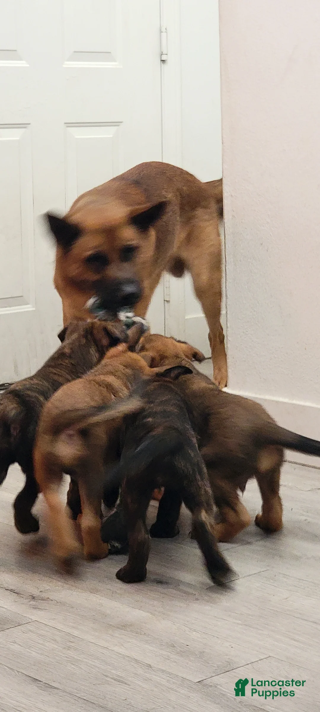 Mixed Breed dogs for sale: Mixed Breed Puppy 1 - Ad 1