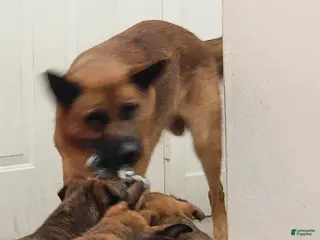 Mixed Breed dogs Mixed Breed Puppy 1 - Ad 31