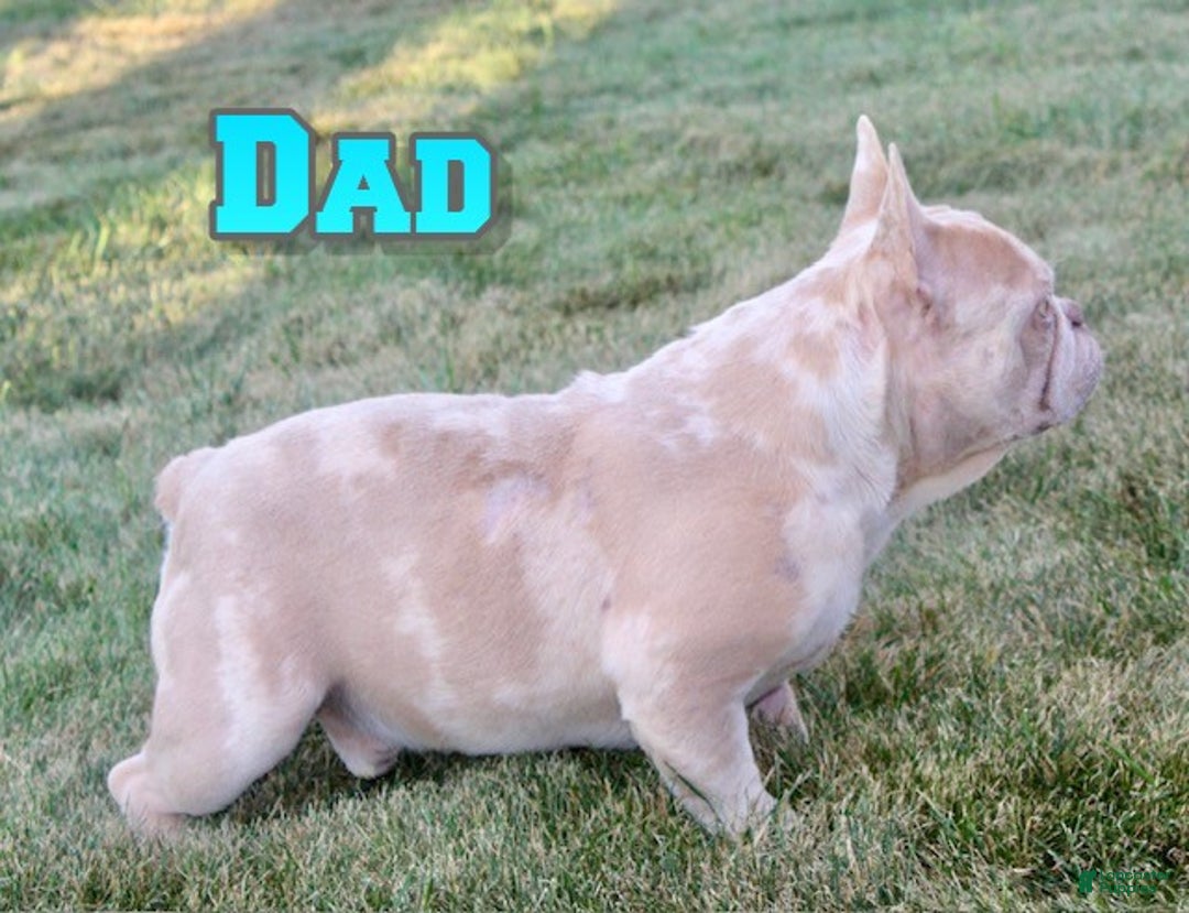 French Bulldog dogs for sale: Marla - Ad 8