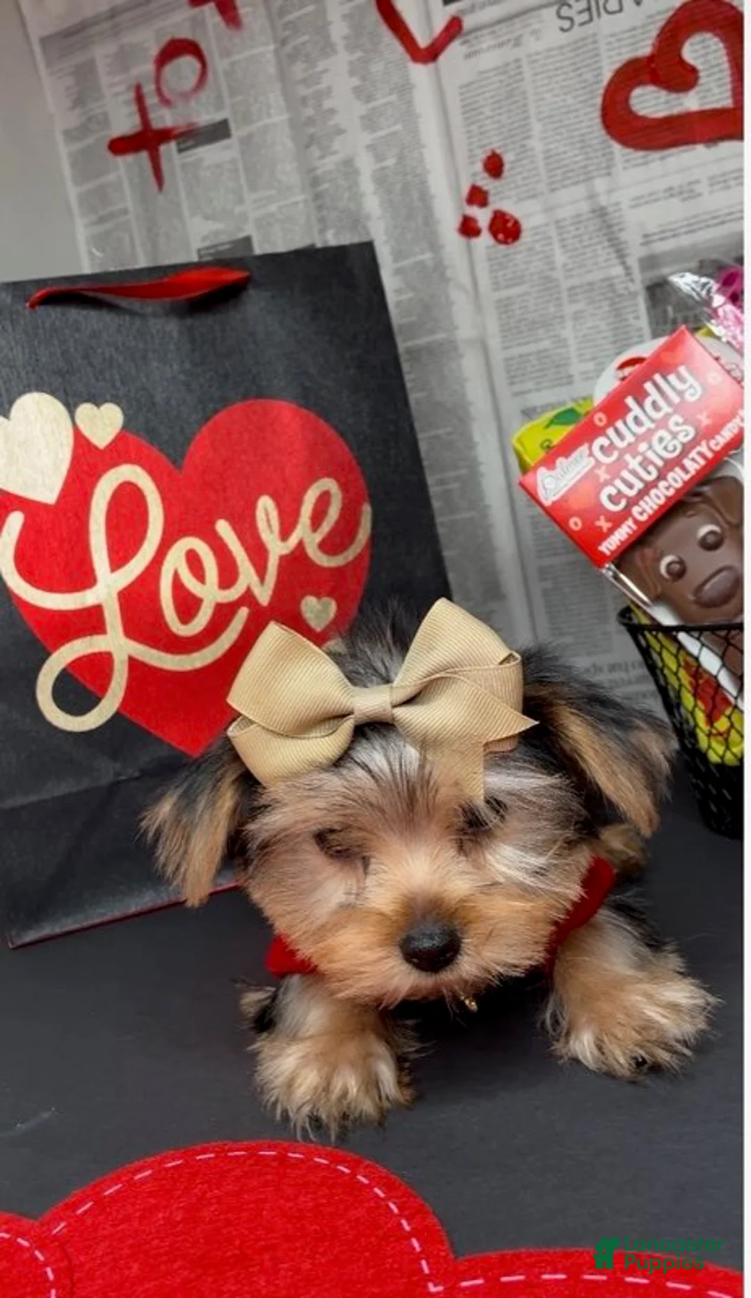 Yorkshire Terrier dogs for sale: Dream - Ad 8