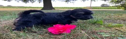 Shihpoo dogs for sale: Macy - Ad 3