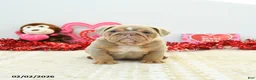 English Bulldog dogs for sale: Rambo - Ad 5