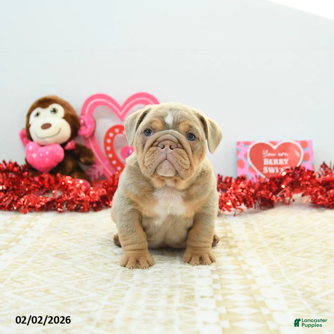 English Bulldog dogs for sale: Rambo - Ad 5