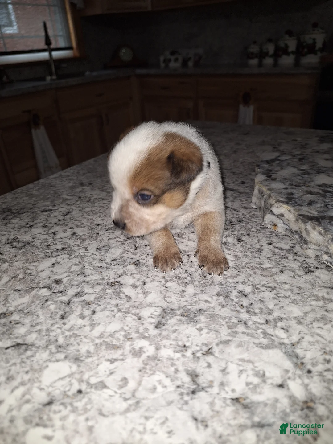 Mixed Breed dogs for sale: Mixed Breed Puppy 1 - Ad 2