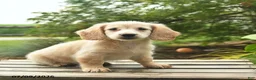 Miniature Dachshund dogs for sale: Milo  - Ad 3