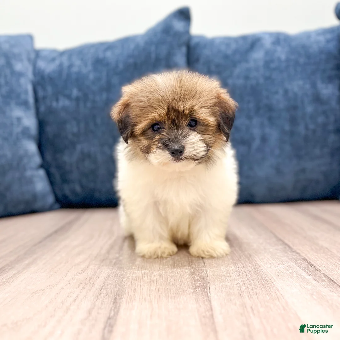 Havanese dogs for sale: Ellie - Ad 1