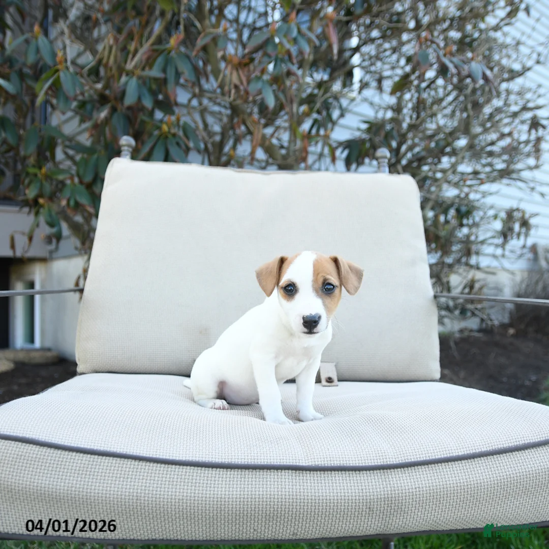 Jack Russell Terrier dogs for sale: Rosie - Ad 1