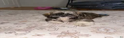 Shih Tzu dogs for sale: Shih Tzu 6 - Ad 7