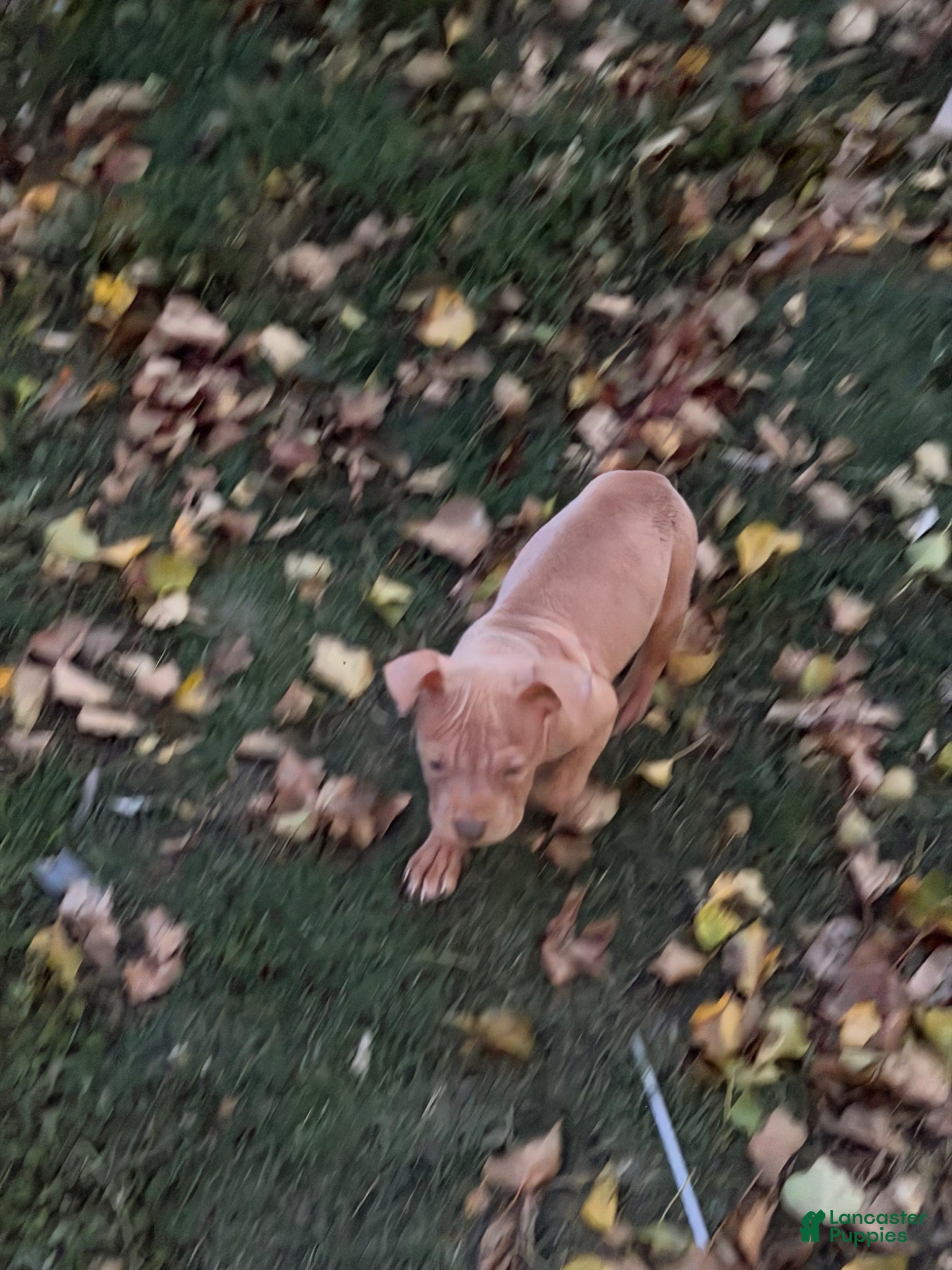 American Bully dogs for sale: Ace - Ad 2