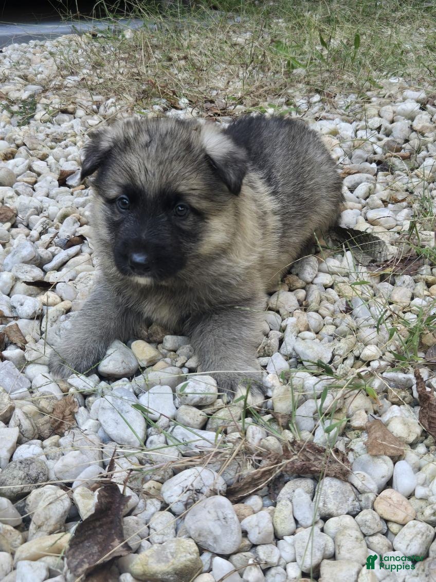 German Shepherd dogs for sale: Dot - Ad 1