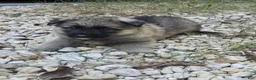 German Shepherd dogs for sale: Dot - Ad 1
