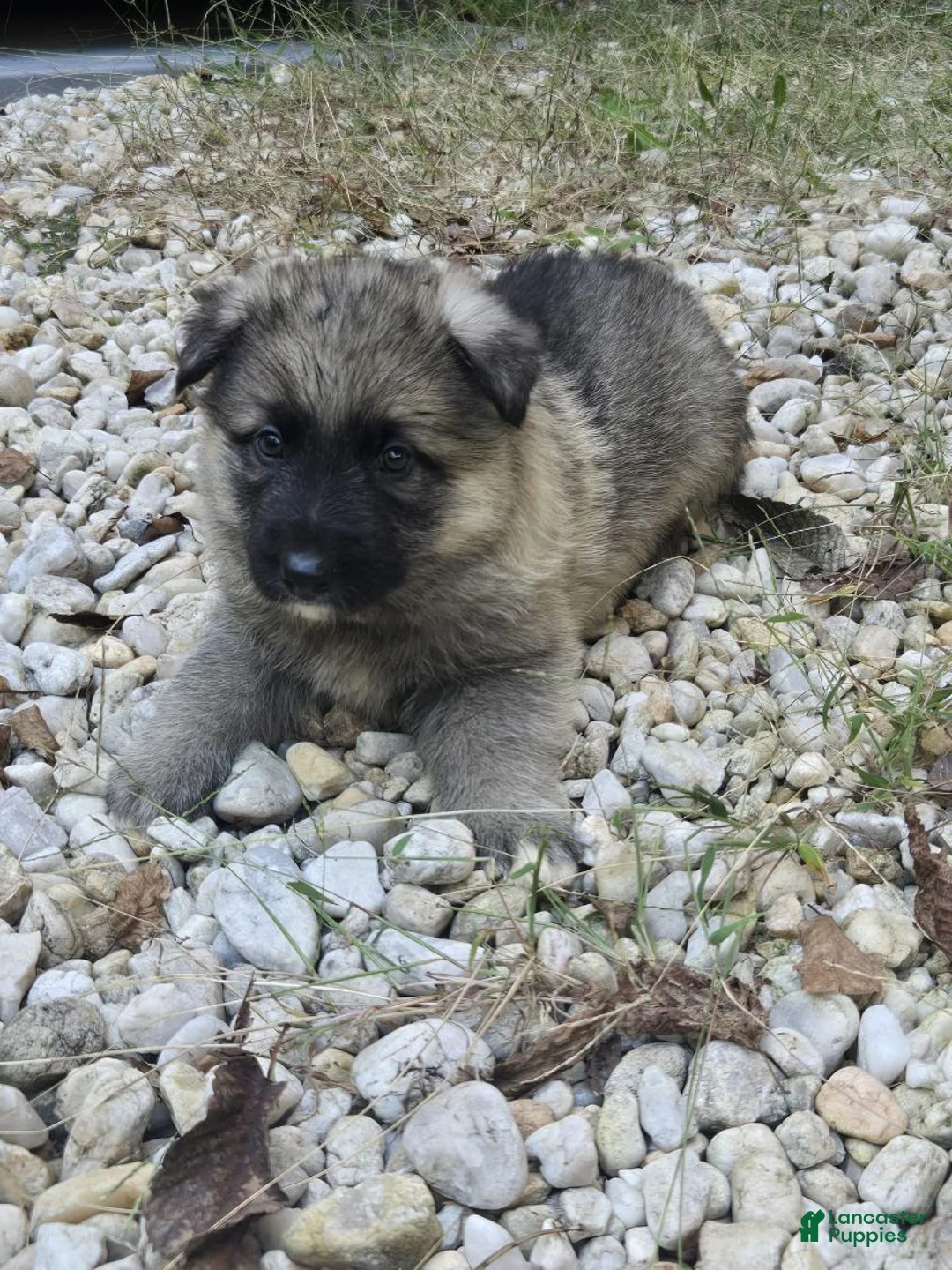 German Shepherd dogs for sale: Dot - Ad 1