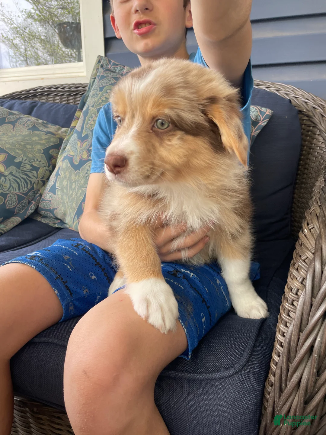 Australian Shepherd dogs for sale: Precious  - Ad 1