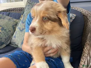 Australian Shepherd dogs Precious - Ad 10