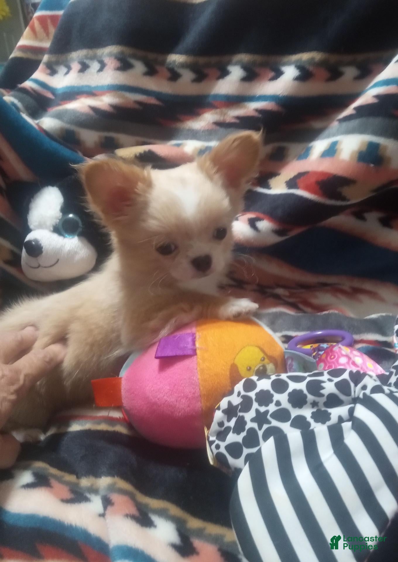 Chihuahua 1 Chihuahua for sale in Milledgeville | Lancaster Puppies