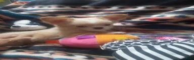 Chihuahua 1