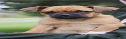 Jug dogs for sale: Bailey  - Ad 3