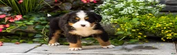 Bernese Mountain Dog dogs for sale: Matilda  - Ad 2