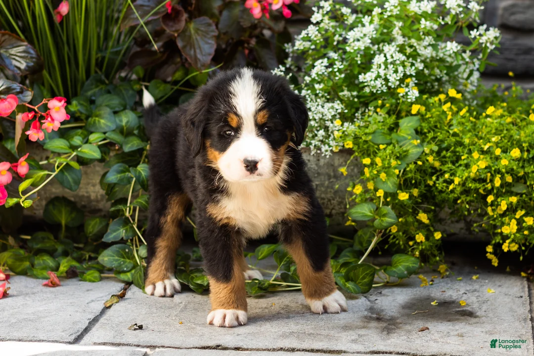 Bernese Mountain Dog dogs for sale: Matilda  - Ad 2