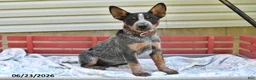 Australian Cattle Dog dogs for sale: Pepper - Ad 3