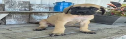 English Mastiff dogs for sale: Betsy - Ad 6