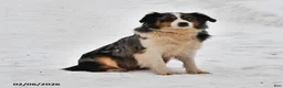 Australian Shepherd dogs for sale: Sophie - Ad 4
