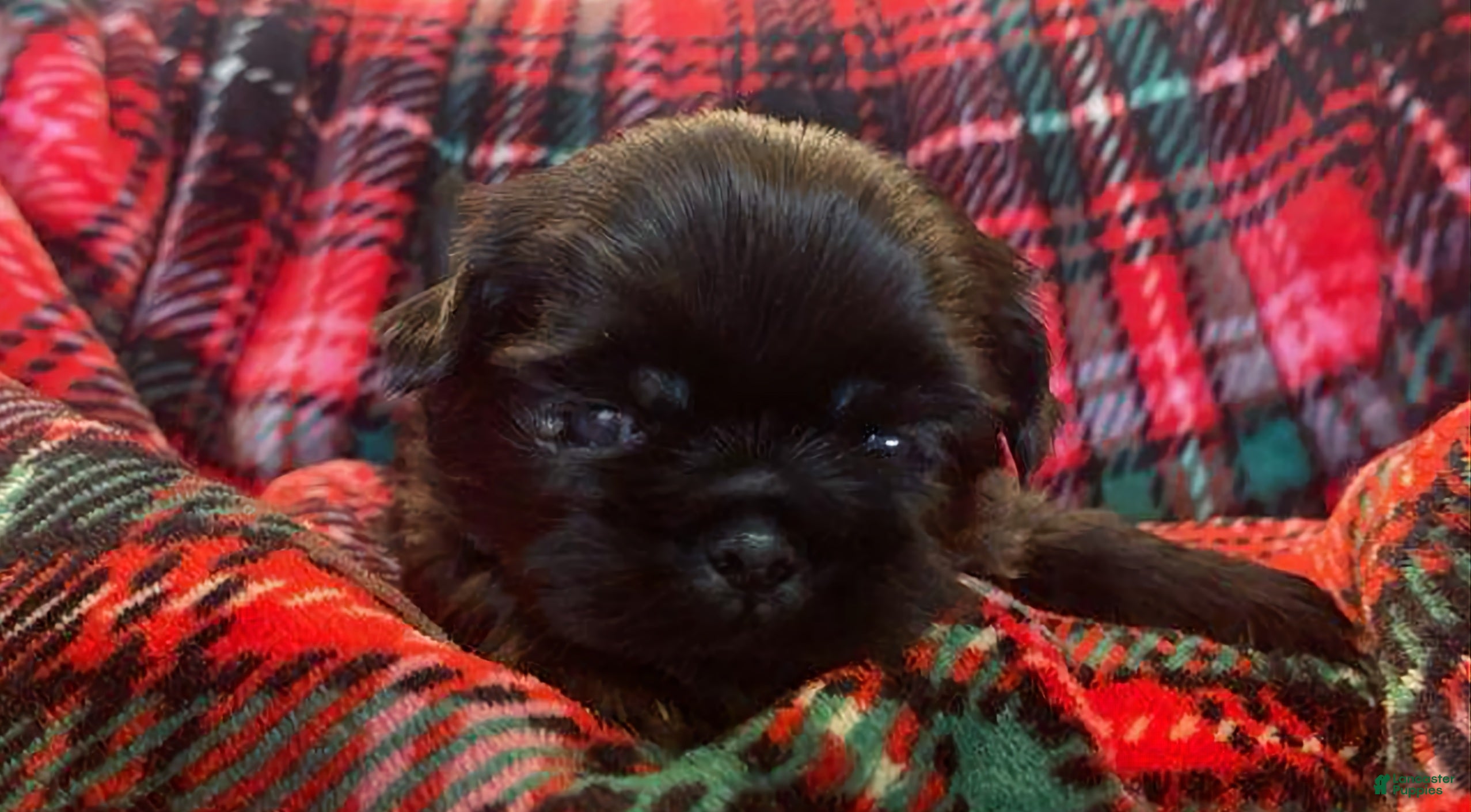 Shih Tzu dogs CHARLIE, Shih Tzu, Male, 2 weeks, AKC Champion Blood Line - Ad 14