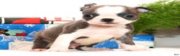 Boston Terrier dogs for sale: Snicker - Ad 2
