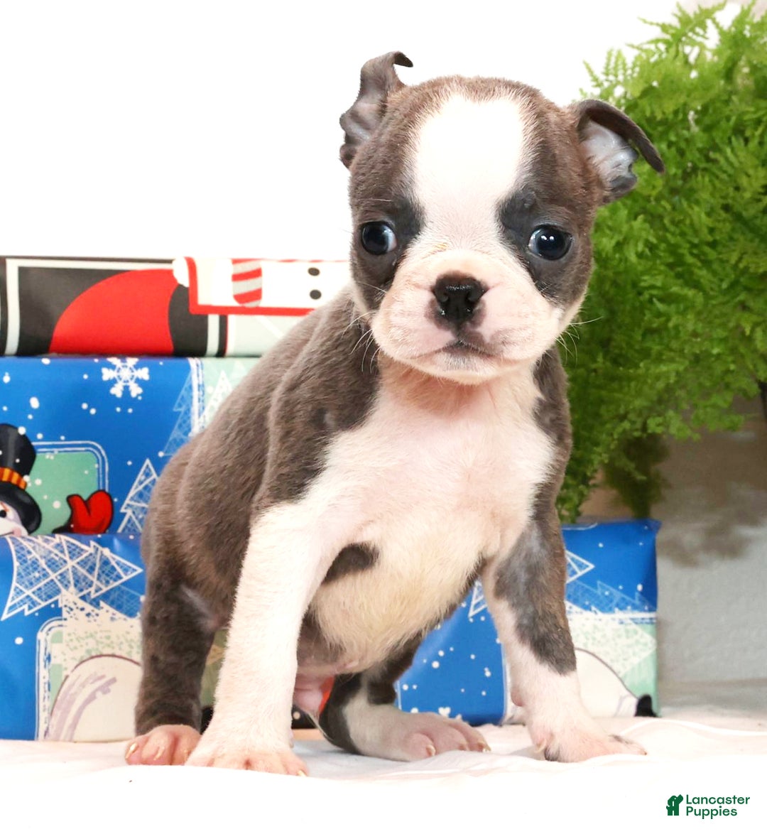 Boston Terrier dogs for sale: Snicker - Ad 2