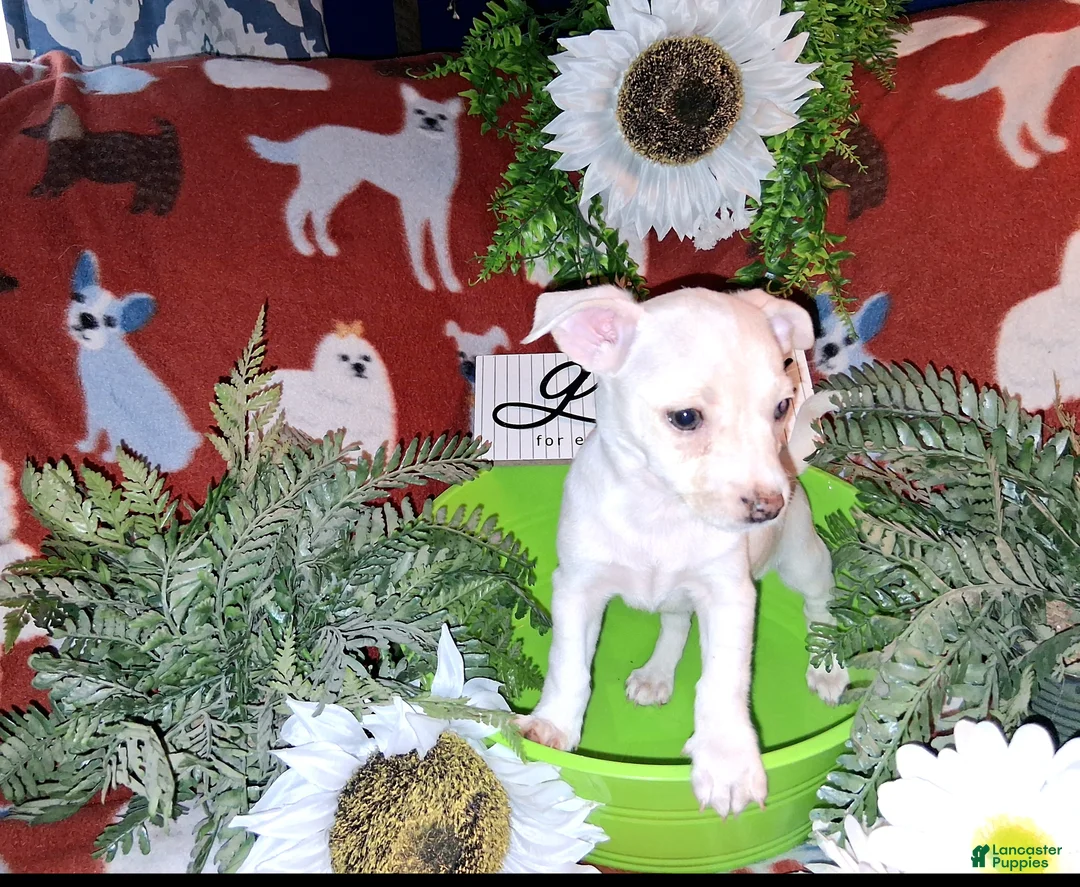 Jack Chi dogs for sale: Fred  - Ad 6