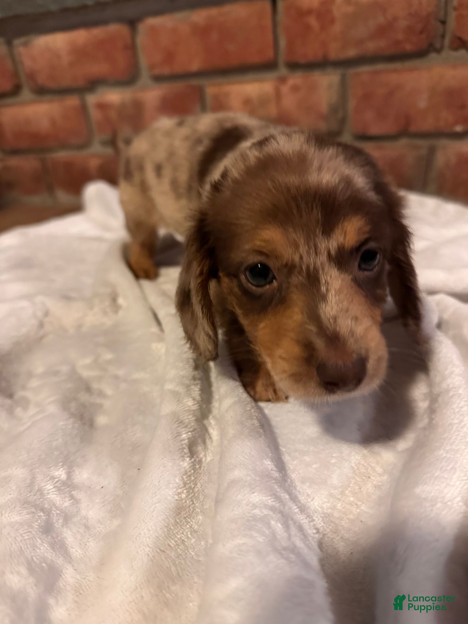 Dachshund dogs Female Two - Ad 2