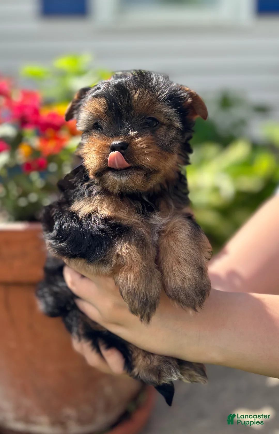Mixed Breed dogs for sale: Mixed Breed Puppy 1 - Ad 1