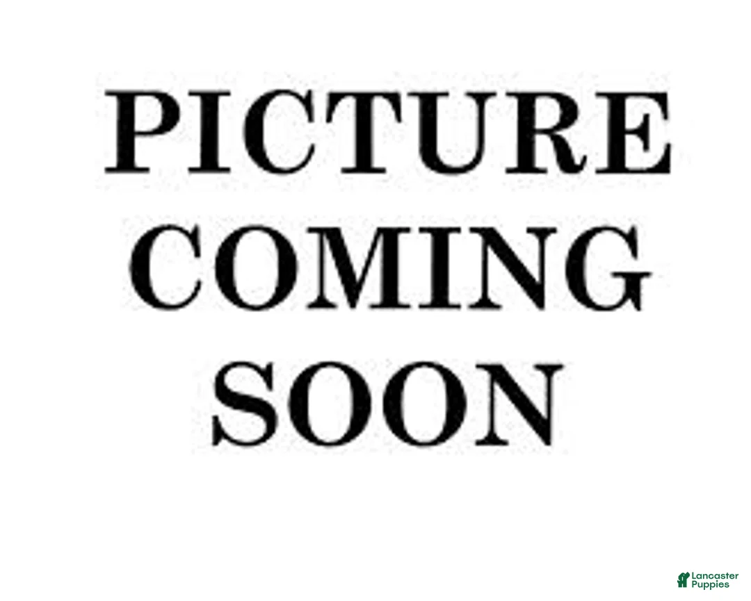 Siberian Husky dogs for sale: puppy 2 - Ad 1