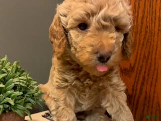 Cockapoo dogs Axel - Ad 8