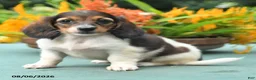 Dachshund dogs for sale: Tasha - Ad 5