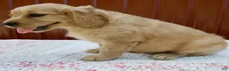 Miniature Golden Retriever dogs for sale: Griffin - Ad 3