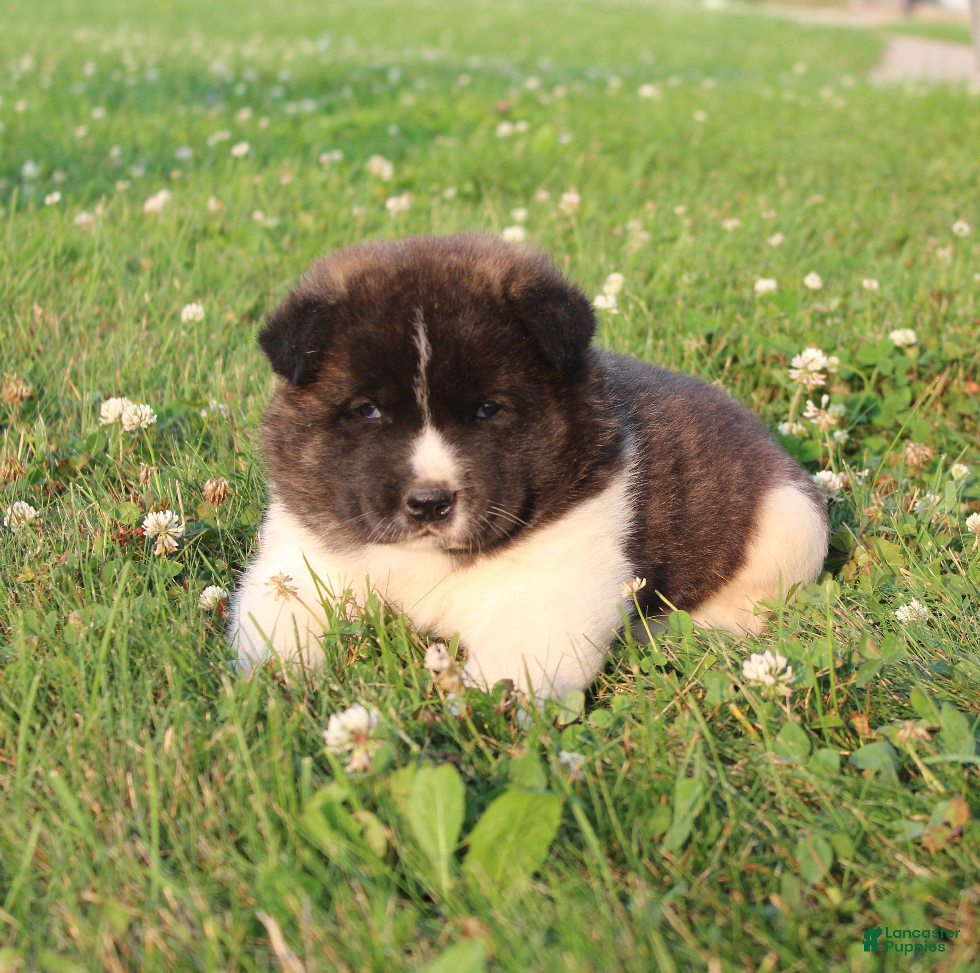 Akita dogs Akita 2 - Ad 1