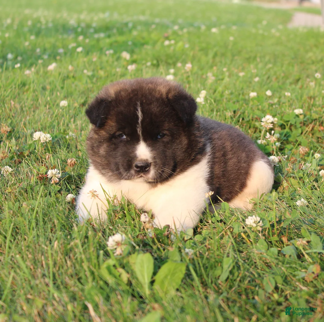 Akita dogs for sale: Akita 2 - Ad 1