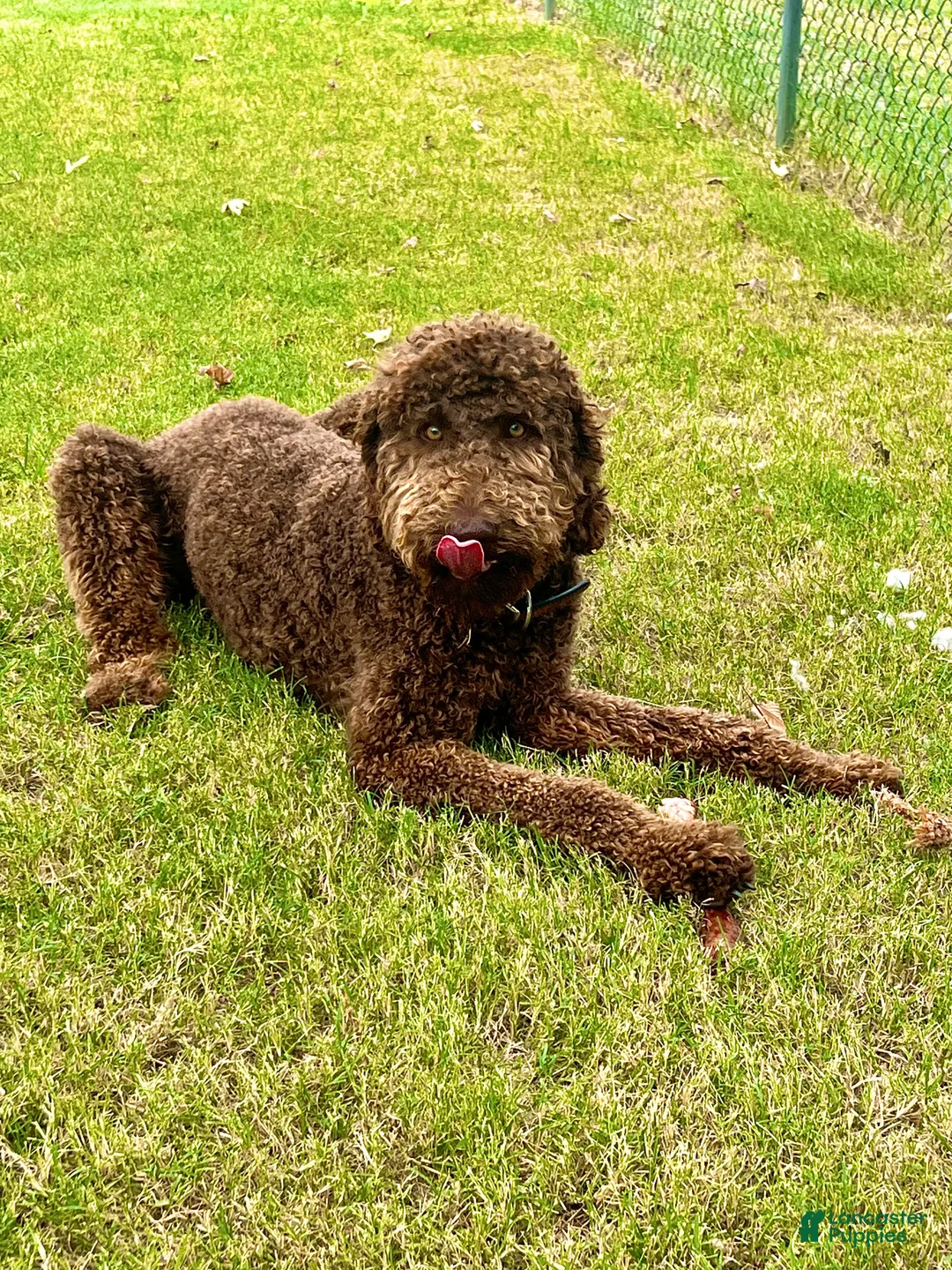 Gallery Image {{count}}