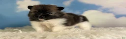 Pomeranian dogs for sale:  Aca Polly - Ad 5