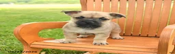 Jug dogs for sale: Kristoff - Ad 3