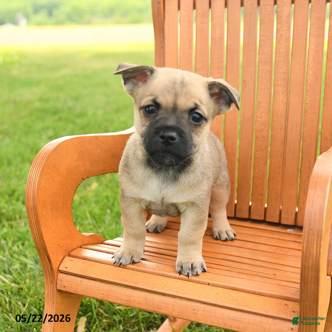 Jug dogs for sale: Kristoff - Ad 3
