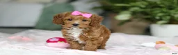 Cavapoo dogs for sale: Princess - Ad 4