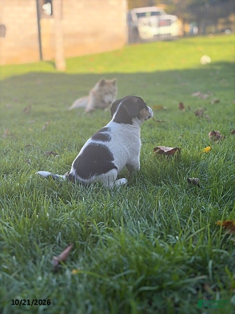 Mixed Breed dogs Fudgie - Ad 2