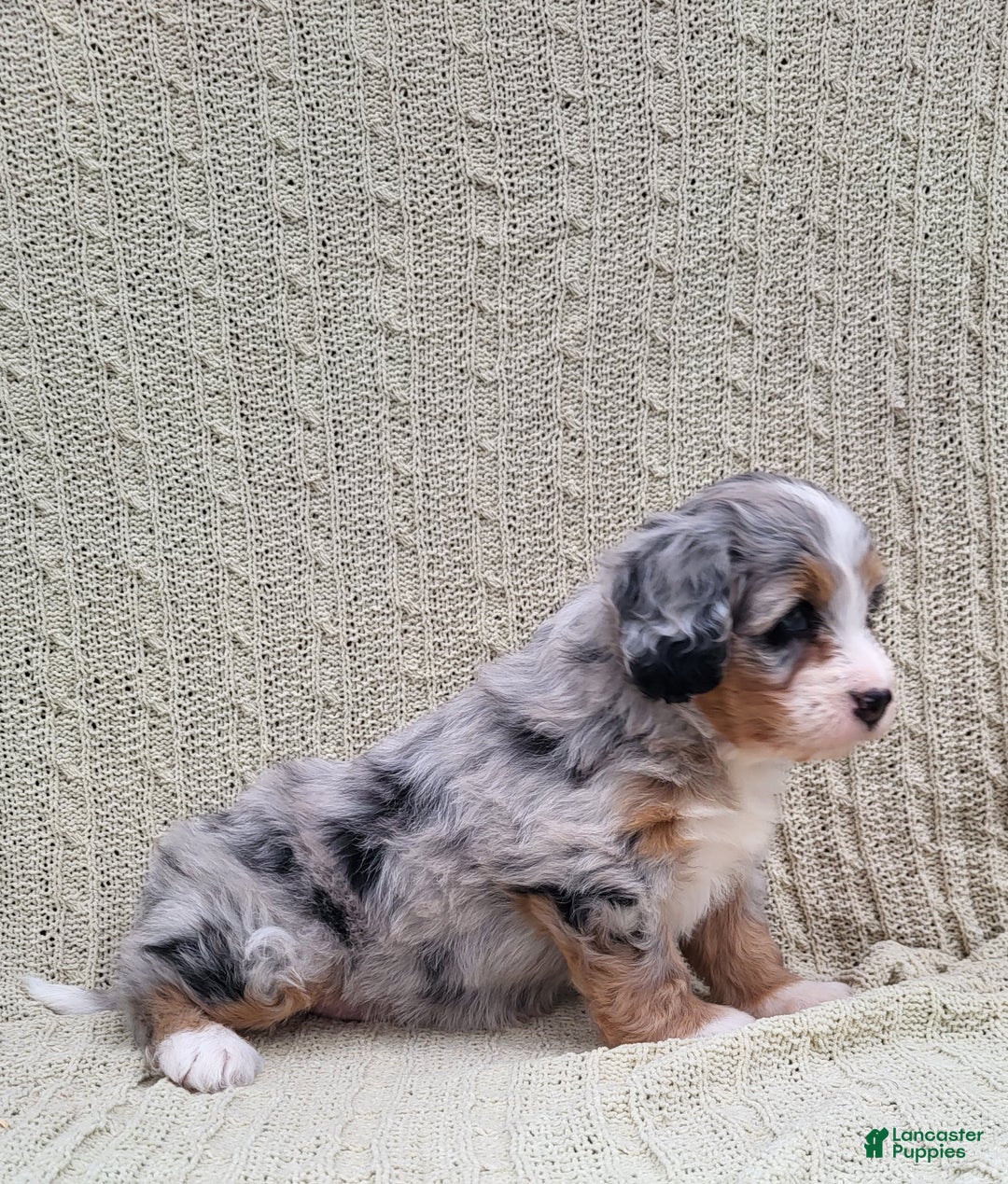 Mini Bernedoodle dogs for sale: Sage  - Ad 5