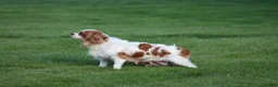 Cavapoo dogs for sale: Chloe - Ad 4