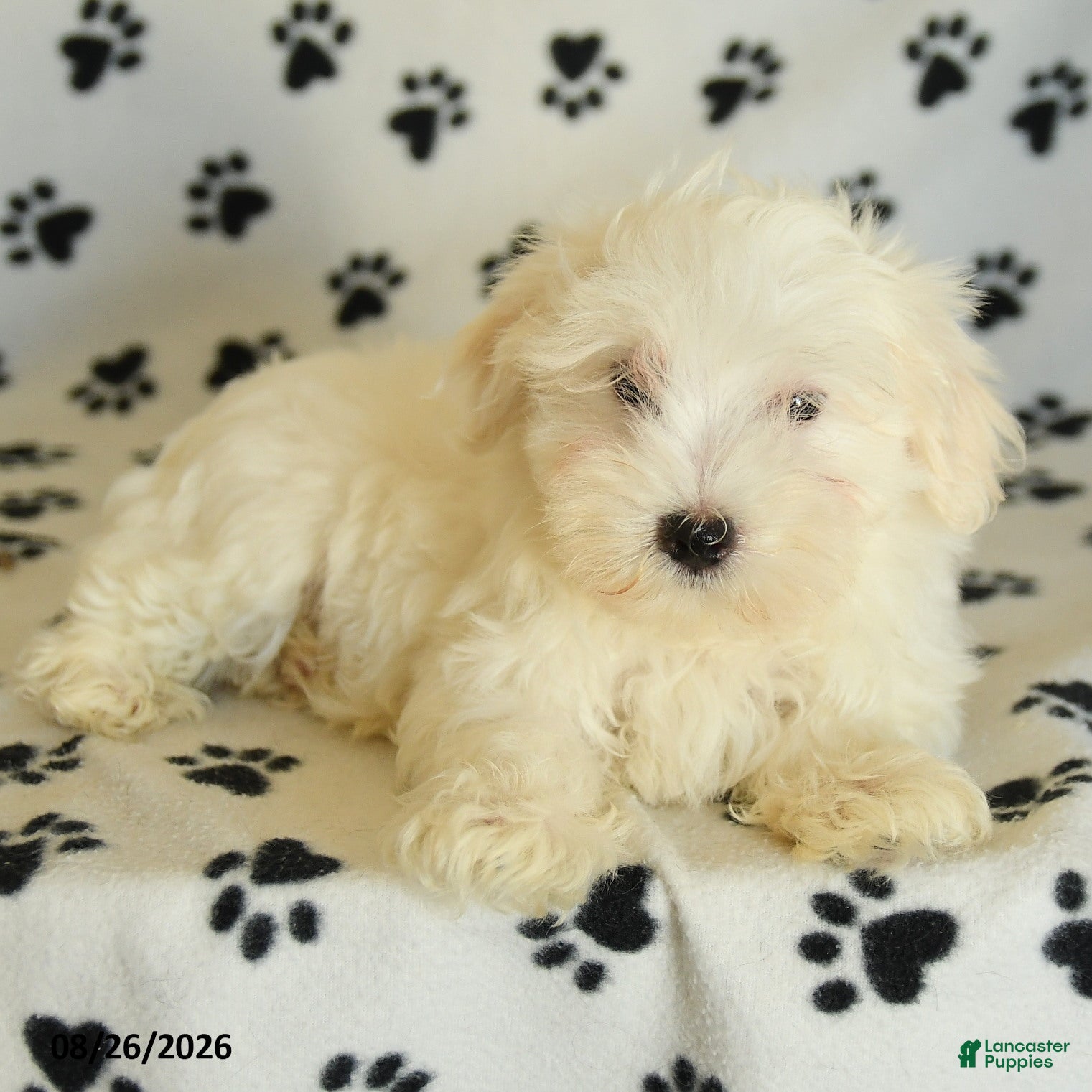 Maltese dogs Icon - Ad 1