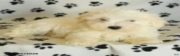 Maltese dogs for sale: Icon - Ad 1